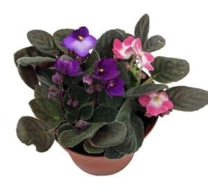 African Violet