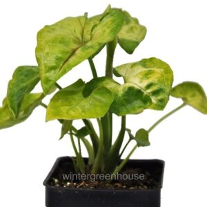 Arrowhead Plant