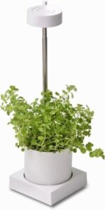 Leafy desktop hydroponics