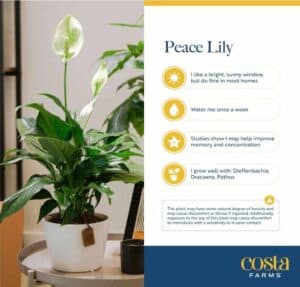 Peace Lily