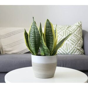 Snake Plant